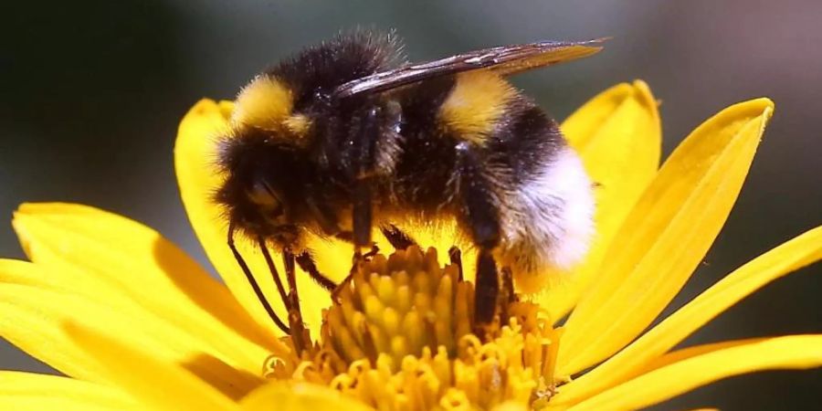 Eine Erdhummel, die zur Gattung der echten Bienen gehört, sitzt auf der Blüte einer Stauden-Sonnenblume und sammelt zum Ende der Sommertracht Nektar für den Wintervorrat. Foto: Wolfgang Kumm/dpa