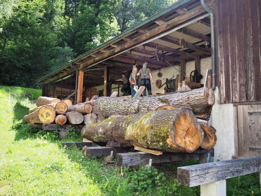 Sagi Bassersdorf
