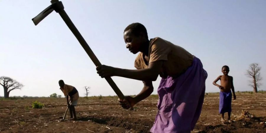 Der Verlust von Phosphor in den Böden Afrikas ist besonders hoch - für die Landwirtschaft ist dieses Element jedoch unentbehrlich.