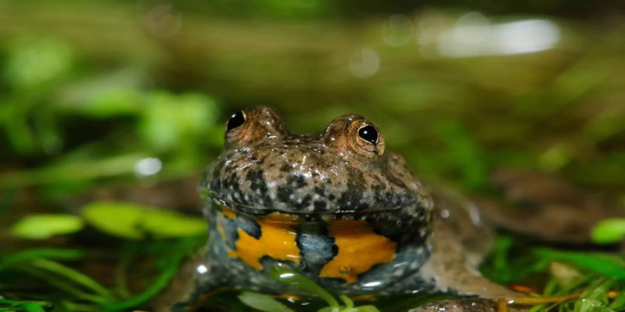 Die Gelbbauchunke wurde 2014 wegen der wachsenden Bedrohung zum «Lurch des Jahres» gewählt. Pro Natura machte jetzt Nägel mit Köpfen und gestaltete im Mittelland spezifisch auf diese Amphibie zugeschnittene Tümpel. Die Tiere haben das Angebot dankbar angenommen und die Paradiese bezogen. (Archiv)