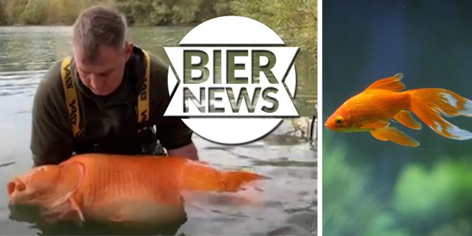 goldfisch