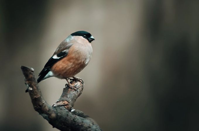 Finken ernten ihre Nahrung gerne an Erlen, Birken und Haselstrauch. Ast Vogel Fink Zweig