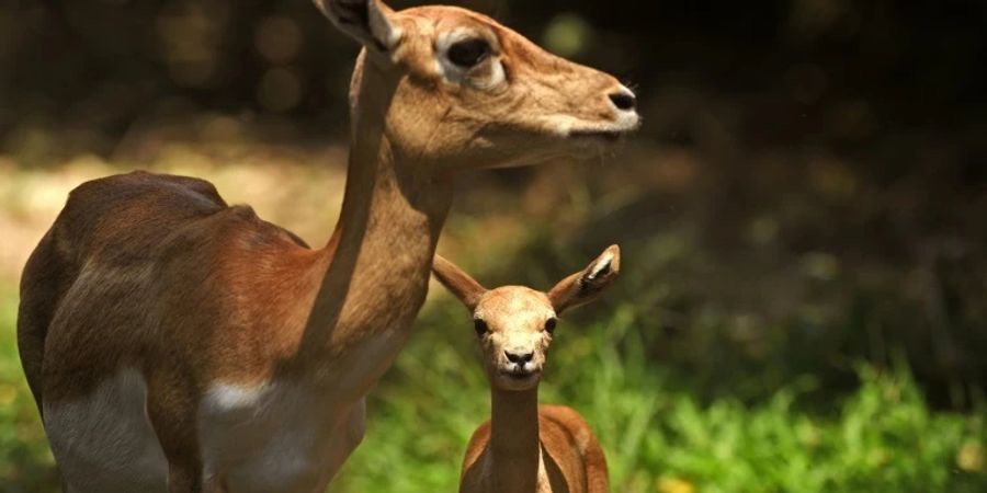 Hirschziegenantilopen in einem Zoo in El Salvador