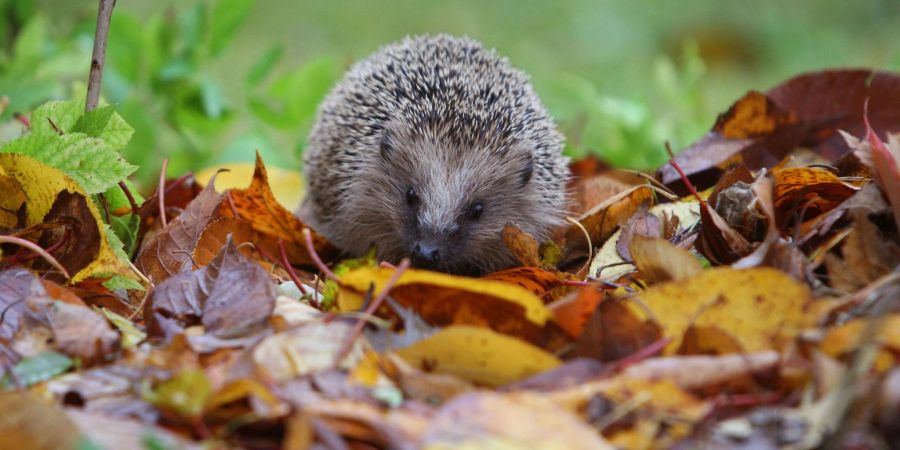 Sie wollen, dass Igel sich bei Ihnen wohlfühlen? Dann sorgen Sie mit etwas «Unordnung» im Garten für geeigneten Unterschlupf.