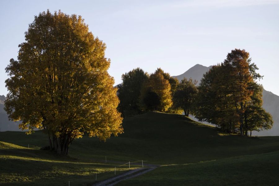 Herbstlich verfärbte Bäume, am Donnerstag, 6. Oktober 2022, in St. Margrethenberg SG.