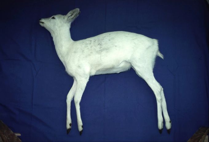In 2001 wurde in Graubünden ein Albino-Reh von einem Auto erwischt. Albino-Reh