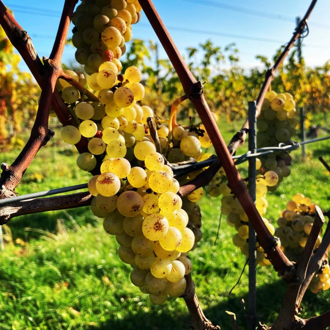 Die Trauben bei Stub Wines gedeihen auch im kühlen dänischen Meeresklima. Trauben Reben wein grün weiss