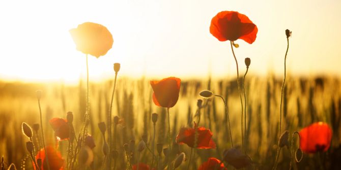 Sonnenaufgang Mohnblumen Wetter