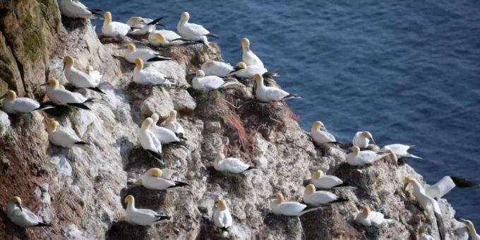 Basstölpel sitzen auf ihren Nestern auf der Nordseeinsel Helgoland. Foto: Carsten Rehder Basstölpel sitzen auf ihren Nestern auf der Nordseeinsel Helgoland. Foto: Carsten Rehder