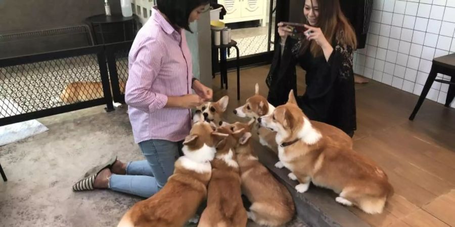 Corgis spielen mit der Cafébesitzerin Tanchanok Kanawong und einer Kundin. Foto: Hathai Techakitteranun