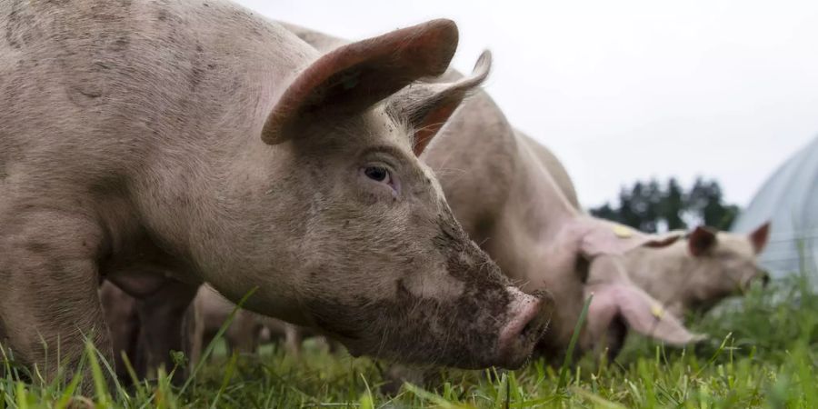 Schwein Gehirn Forscher