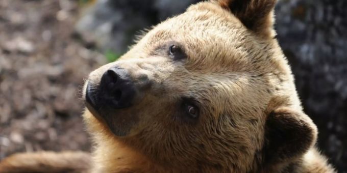 Braunbär Braunbär