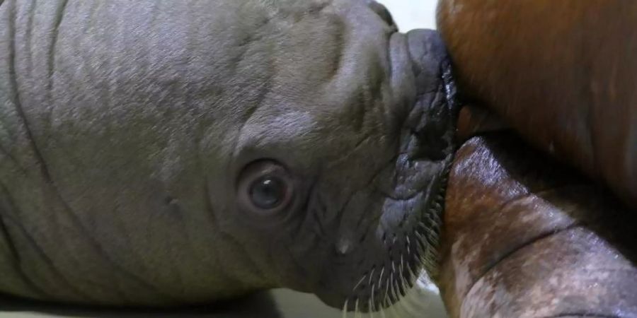 Das noch namenlose Walross-Baby im Tierpark Hagenbeck. Foto: Hagenbeck