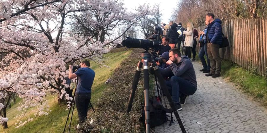 Wetter Fotografen Rosengarten Bern