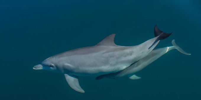 Eine Delfinmutter mit ihrem Kalb. delfine