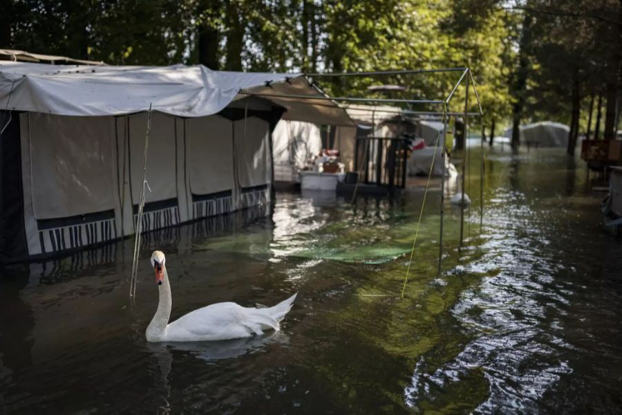 Schwäne schwimmen über einen überfluteten Campingplatz nahe Yverdon-les-Bains VD.