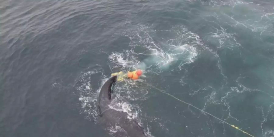 Ein junger Buckelwal hatte sich in einem Haifischnetz in den Gewässern vor der Gold Coast verfangen. Foto: Sea Shepherd Australia/AAP/dpa