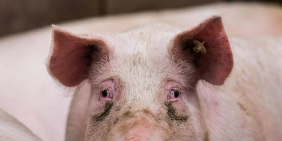 Afrikanische Schweinepest und die Folgen der Gastro-Schliessungen in der Corona-Zeit machen es den Bauern schwer. Foto: Andreas Arnold/dpa