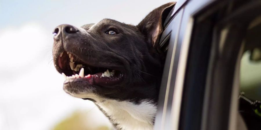 Hund im Auto