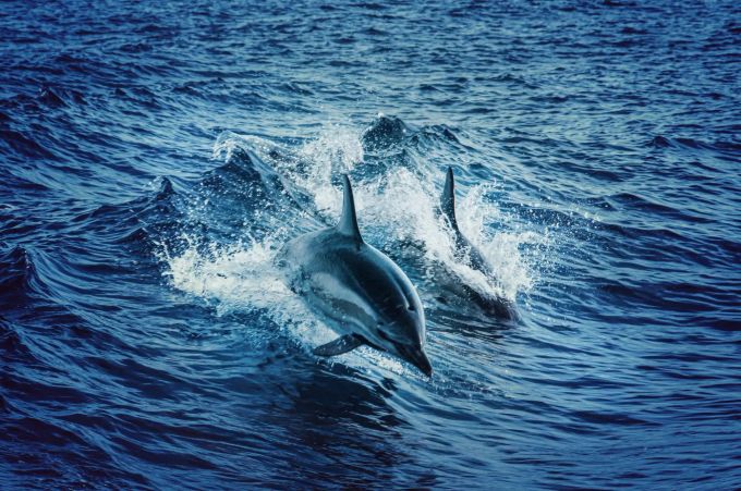 Delfine sind soziale Tiere. Delfine