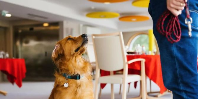 Corona Spürhund Pokaa