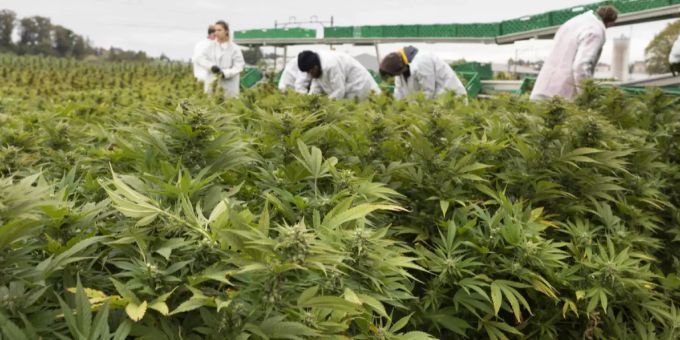 Die Regelungen für Cannabis und Cannabinoide als Arzneimittel wurden gelockert. (Archivbild) cannabis und cannabinoide als arzneimittel