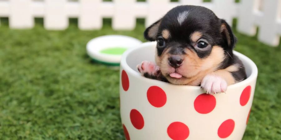 Teacup Hund