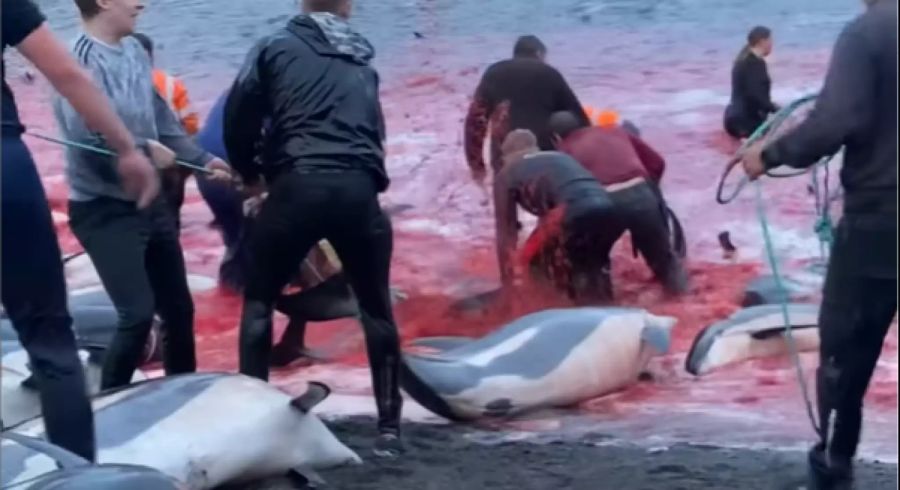 Weil die Anzahl Helfer zu gering war, mussten die Tiere teils lange leiden.