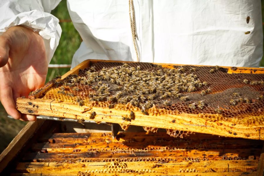 Etwa 20 kg Honig produziert ein Bienenstock pro Jahr.