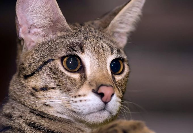Die Savannah Katzenrasse gehört zu den teuersten der Welt. Savannah