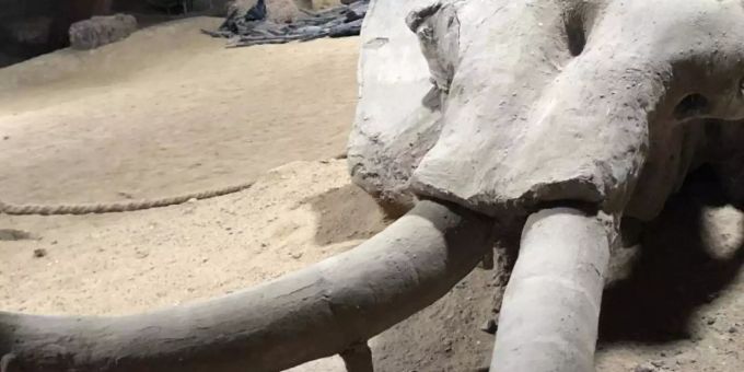 Überreste eines rund eine Million Jahre alten versteinerten Mammutskeletts im Viminacium-Museum. Wissenschaftler wollen das Wollhaarmammut wiederbeleben. Foto: Boris Babic/dpa Überreste eines rund eine Million Jahre alten versteinerten Mammutskeletts im Viminacium-Museum. Wissenschaftler wollen das Wollhaarmammut wiederbeleben. Foto: Boris Babic/dpa