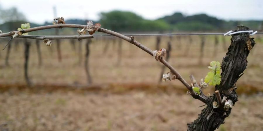 Weinstock in Frankreich