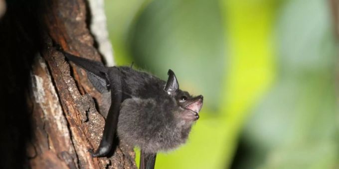 Auch Grosse Sackflügelfledermäuse brabbeln im Babyalter. Fledermaus