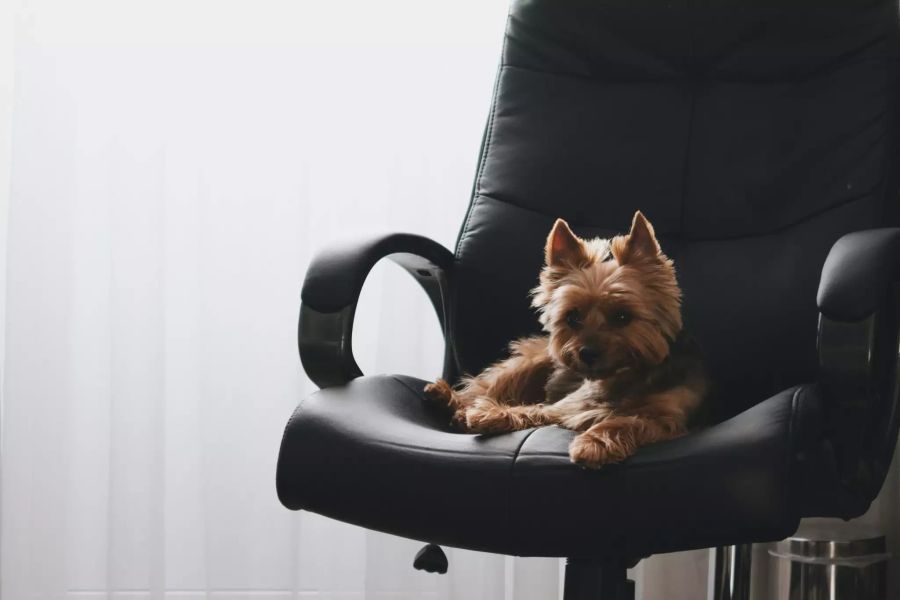 Hund auf Bürostuhl