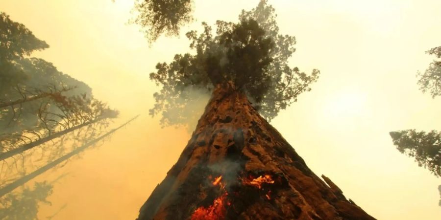Flammen an einem Mammutbaum