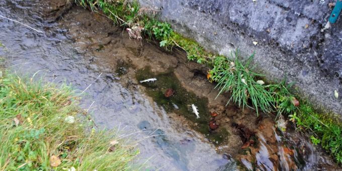 Gewässerverschmutzung durch Betonwasser führt zu Fischsterben.