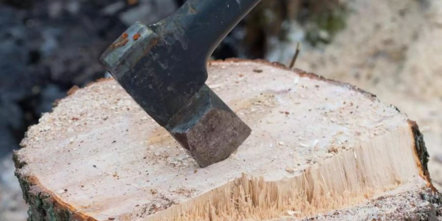 Vermieter, die einen morschen Baum fällen lassen, können die Kosten mit der nächsten Betriebskostenabrechnung auf die Mieter umlegen. Das entschied der BGH. Foto: Patrick Pleul/dpa-Zentralbild/Symbolbild