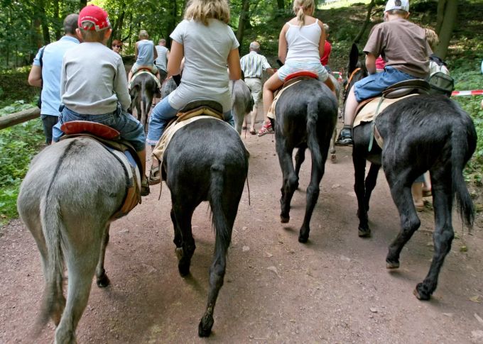Besser gut überlegen: Die Tierschutzorganisation Vier Pfoten sieht den Einsatz von Pferden und Eseln für touristische Angebote eher kritisch. Eselreiten