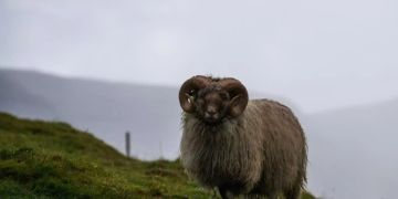 Färöer Inseln