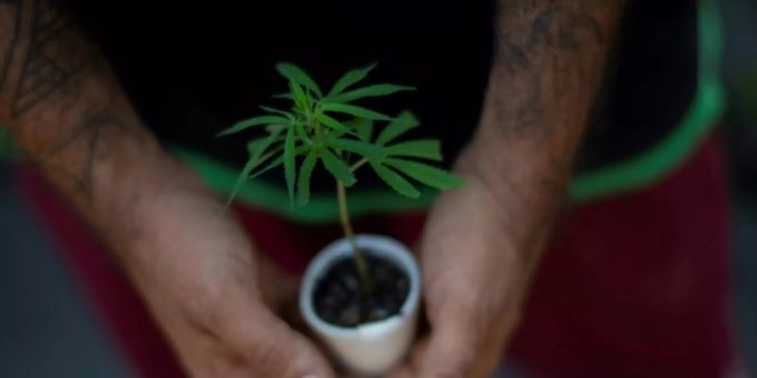 Eine Cannabis-Pflanze. cannabis