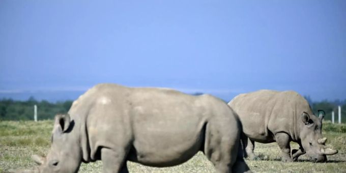 Najin (vorne) mit ihrer Tochter Fatu. nashorn