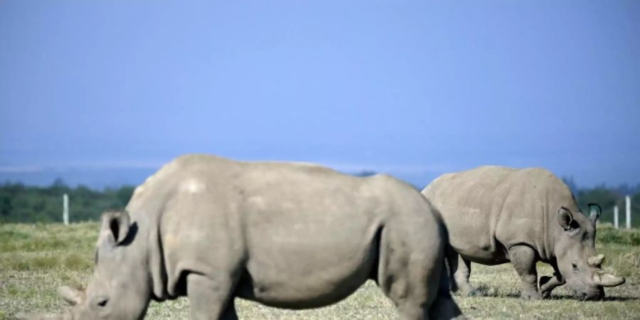 nashorn