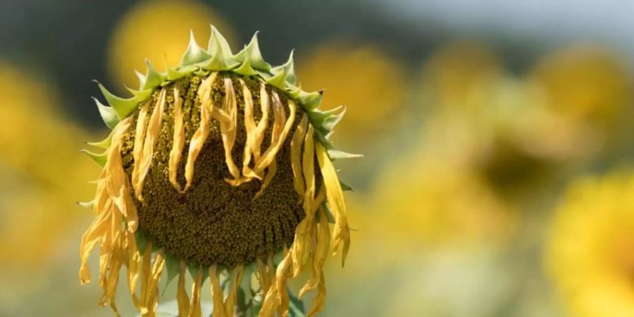 Zu viel Sonne für die Sonnenblume. Foto: Sebastian Kahnert