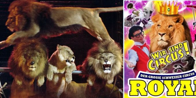 Der Circus Royal streicht die Löwennummer mitten auf der Tournee wieder aus dem Programm. Circus Royal