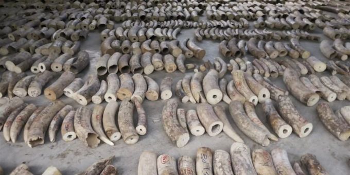 Singapurs Zoll beschlagnahmt 8,8 Tonnen Elfenbein Singapurs Zoll beschlagnahmt 8,8 Tonnen Elfenbein