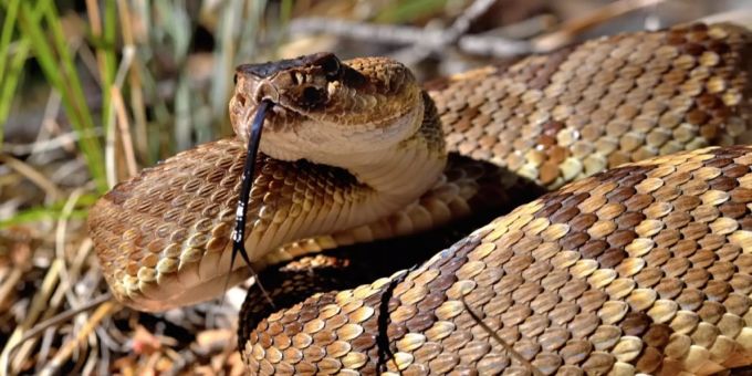 Illegal importierte exotische Tiere wie Schlangen werden oft in Tierheime gebracht, weil den Besitzern das Know-How fehlt. Schlange