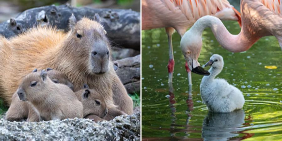 Capybara und Flamingo
