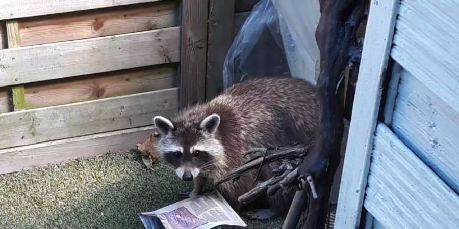 Ein Waschbär sieht sich um. Foto: Kirsten Lehmann/Privat