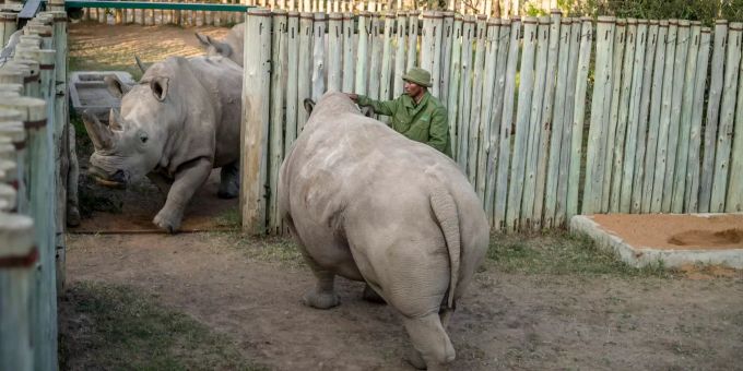 Zachariah Mutai, Hauptpfleger der Nördlichen Breitmaulnashörner, isoliert im Ol Pejeta Conservancy die Nördlichen Breitmaulnashorn-Weibchen, Najin (l, Tochter vom gestorbenen Bullen «Sudan») und Fatu (r, Enkelin vom gestorbenen Bullen «Sudan») vor einer Eizellentnahme-Prozedur. nördliche breitmaulnashörner