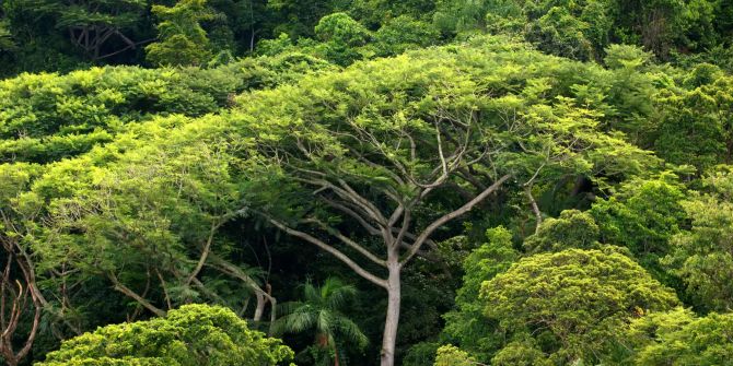 Studie: Bäume können das Klima retten